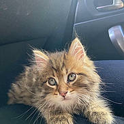 King participe au concours pour gagner de l'argent avec cette photo : kitten, cat, tabby, fluffy, fur, whiskers, ears, paws, car_seat, window, curious, pet, animal, cute, indoor, portrait, closeup, young, feline, relaxed