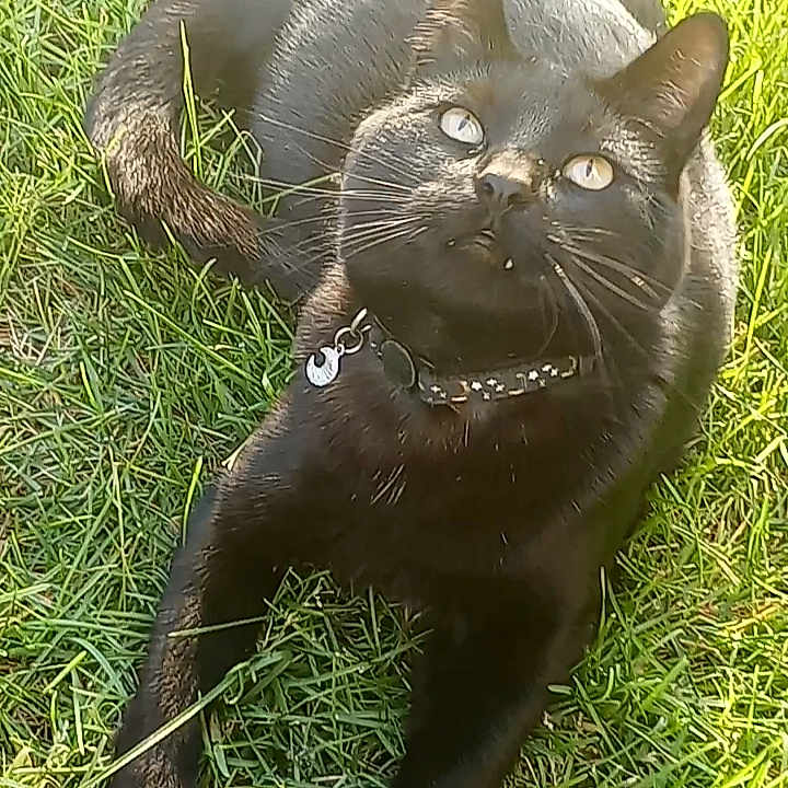 Jinx is registered to the contest to win money with this photo: animal, blackcat, cat, countryside, egyptiancat, field, grass, grassland, kitten, lawn, manx, meadow, nature, outdoors, pet, plant, rural