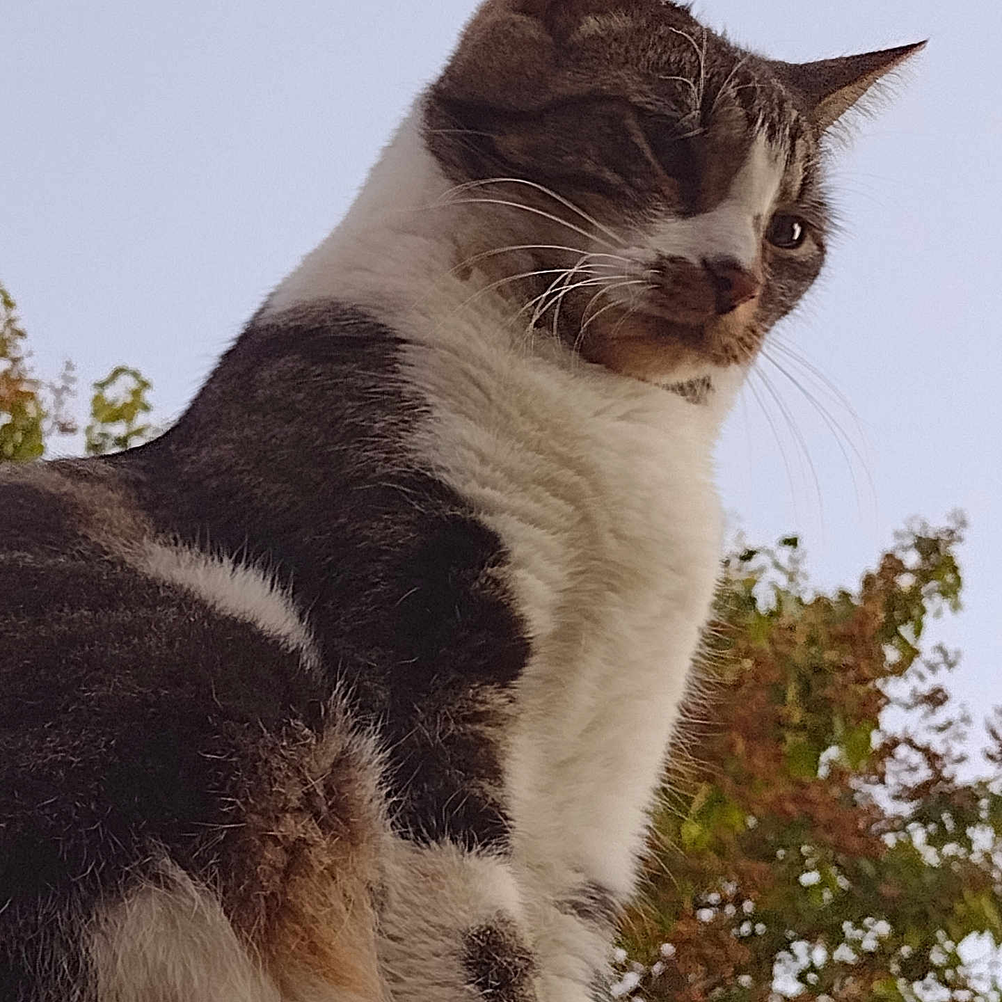 Toffee is registered to the contest to win money with this photo: abyssinian, accessories, angora, animal, bodypart, cat, collar, egyptiancat, head, kitten, manx, mouth, person, pet, siamese