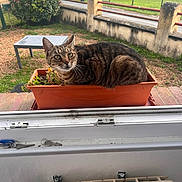 Maia participe au concours pour gagner de l'argent avec cette photo : animal, cat, curious, daylight, fence, flower_pot, garden, grass, greenery, nature, orange_pot, outdoor, pet, plant, resting, small_animal, tabby_cat, table, window, windowsill