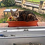 animal, cat, curious, daylight, fence, flower_pot, garden, grass, greenery, nature, orange_pot, outdoor, pet, plant, resting, small_animal, tabby_cat, table, window, windowsill