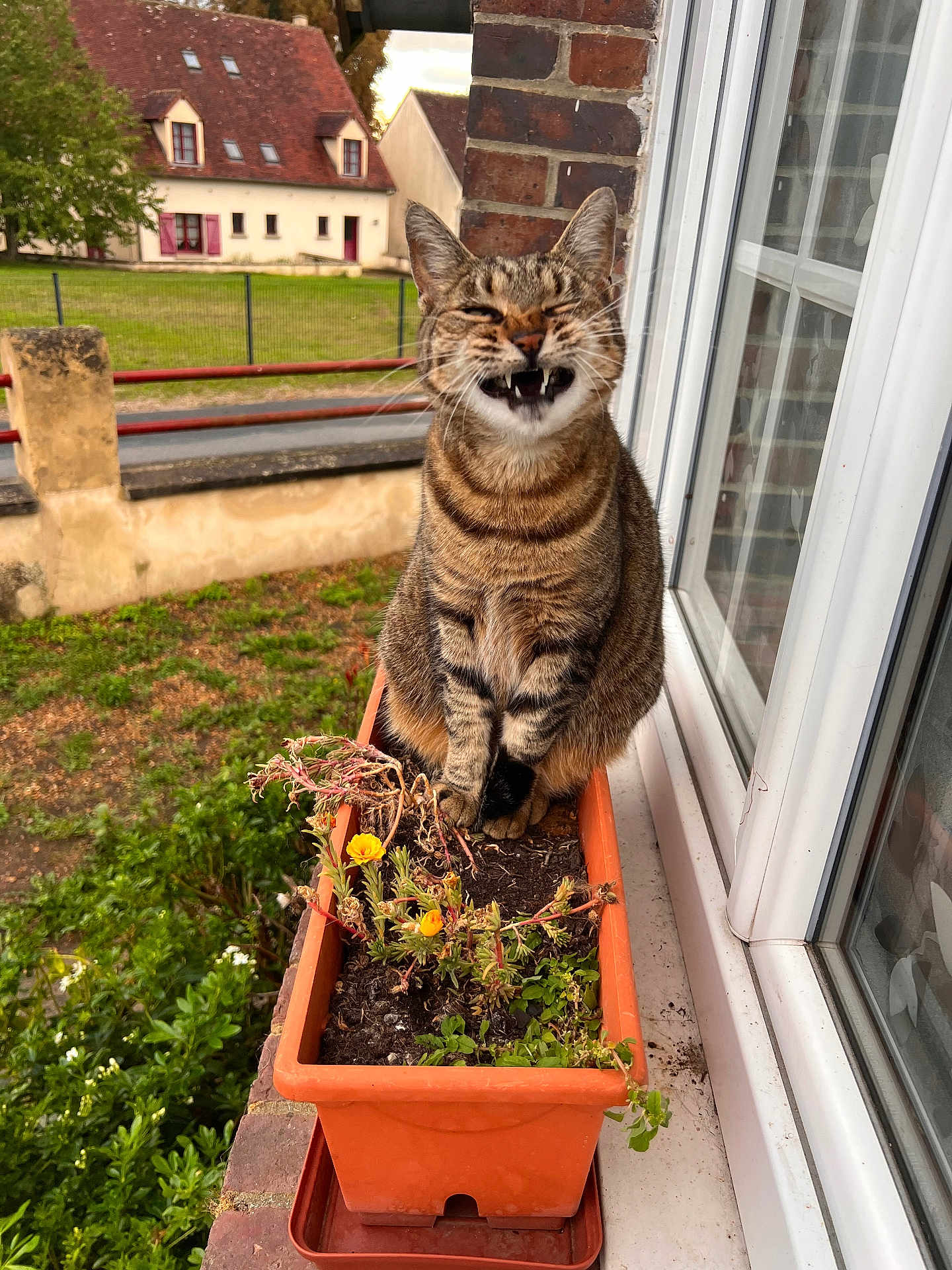 Maia