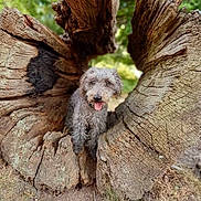 Frizzle is registered to the contest to win money with this photo: animal, bark, canine, close_up, daylight, dog, forest, grass, gray_dog, greenery, happy, hollow_tree, natural_setting, nature, outdoor, pet, rustic, tongue_out, tree_trunk, wood