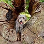 animal, bark, canine, close_up, daylight, dog, forest, grass, gray_dog, greenery, happy, hollow_tree, natural_setting, nature, outdoor, pet, rustic, tongue_out, tree_trunk, wood