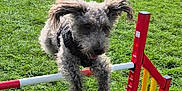 Frizzle joined the competition — help win amazing prizes! active, agility, animal, canine, daylight, dog, ears, exercise, field, fur, grass, happy, hurdle, jumping, leap, nature, outdoor, pet, playful, sport