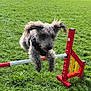 active, agility, animal, canine, daylight, dog, ears, exercise, field, fur, grass, happy, hurdle, jumping, leap, nature, outdoor, pet, playful, sport