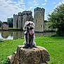 Frizzle joined the competition — help win amazing prizes! animal, castle, clouds, daytime, dog, fence, grass, historic, landscape, leash, medieval, moat, nature, outdoor, pet, portrait, sky, stone, tree, water