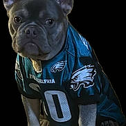 Radar joined the competition — help win amazing prizes! dog, french_bulldog, pet, animal, jersey, clothing, sportswear, football, philadelphia_eagles, black_background, portrait, cute, ears, face, eyes, paws, sitting, canine, fan, team_spirit