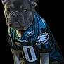 animal, black_background, canine, clothing, cute, dog, ears, eyes, face, fan, football, french_bulldog, jersey, paws, pet, philadelphia_eagles, portrait, sitting, sportswear, team_spirit