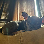 Harley is registered to the contest to win money with this photo: dog, puppy, sleeping, resting, indoors, curtains, sunlight, cozy, brown, fur, pet, animal, cute, relaxing, soft_surface, nap, ears, small_dog, peaceful, home