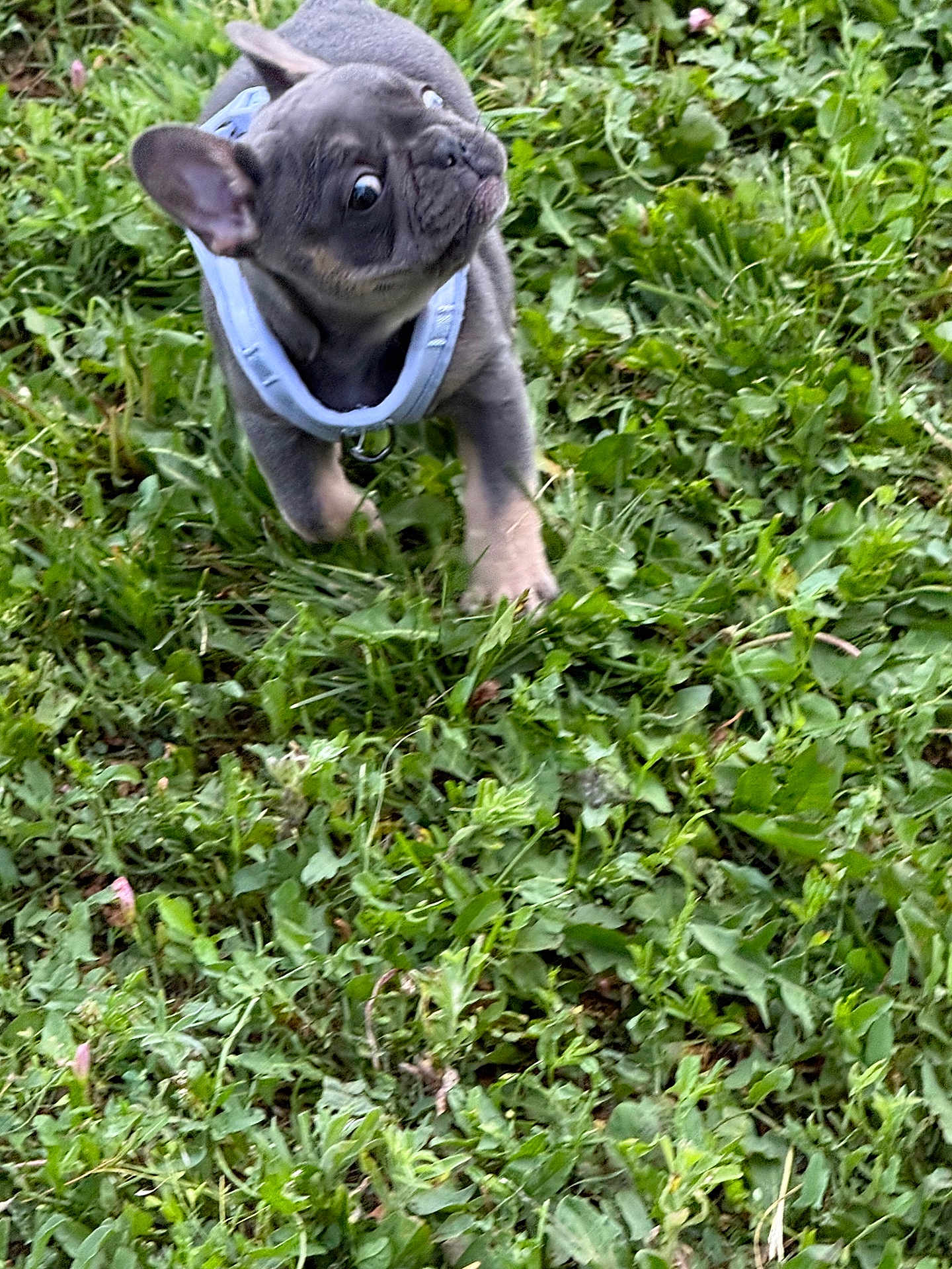 Harley joined the competition — help win amazing prizes! puppy, french_bulldog, dog, grass, outdoor, pet, animal, blue_harness, young, playful, greenery, nature, cute, small, ears, fur, snout, running, alert, canine