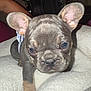 Harley is registered to the contest to win money with this photo: puppy, dog, french_bulldog, close_up, ears, blanket, indoor, cute, pet, fur, animal, sleepy, face, nose, paw, cozy, young, domestic_animal, mammal, companion