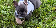 Harley is registered to the contest to win money with this photo: puppy, dog, french_bulldog, grass, outdoor, pet, animal, canine, young, cute, walking, greenery, nature, mammal, small, fur, ears, playful, young_animal, harness