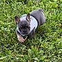puppy, dog, french_bulldog, grass, outdoor, pet, animal, canine, young, cute, walking, greenery, nature, mammal, small, fur, ears, playful, young_animal, harness