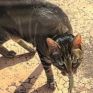 Gigie participe au concours pour gagner de l'argent avec cette photo : animal, cat, closeup, daytime, ears, eyes, fur, hunting, lizard, mammal, nature, outdoor, pavement, pet, predator, reptile, shadow, sunlight, tabby_cat, whiskers