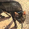 animal, cat, closeup, daytime, ears, eyes, fur, hunting, lizard, mammal, nature, outdoor, pavement, pet, predator, reptile, shadow, sunlight, tabby_cat, whiskers
