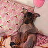 Chula joined the competition — help win amazing prizes! puppy, dog, bed, blanket, pillow, pink, cherry_pattern, plush, cute, small_dog, hairless, ears, relaxed, indoor, cozy, animal, pet, lying_down, furless, expression