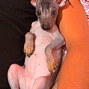 Chula is registered to the contest to win money with this photo: puppy, dog, hairless, small_dog, lying_down, person, arm, bracelet, black_shirt, blanket, indoor, cute, pet, relaxed, close_up, skin, ears, paw, resting, companion