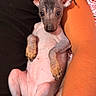 puppy, dog, hairless, small_dog, lying_down, person, arm, bracelet, black_shirt, blanket, indoor, cute, pet, relaxed, close_up, skin, ears, paw, resting, companion