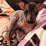 Chula is registered to the contest to win money with this photo: puppy, dog, hairless, close_up, animal, pet, ears, blanket, pink, fabric, resting, cute, wrinkled_skin, paw, nail, indoor, relaxing, young, portrait, companion