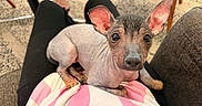 Chula is registered to the contest to win money with this photo: animal, brown, carpet, closeup, curious, cute, dog, ears, furniture, hairless, indoors, lap, looking, person, pet, puppy, relaxed, sitting, small, young