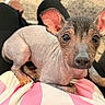 puppy, dog, hairless, pet, lap, indoors, person, curious, ears, looking, brown, small, young, animal, cute, carpet, furniture, relaxed, sitting, closeup