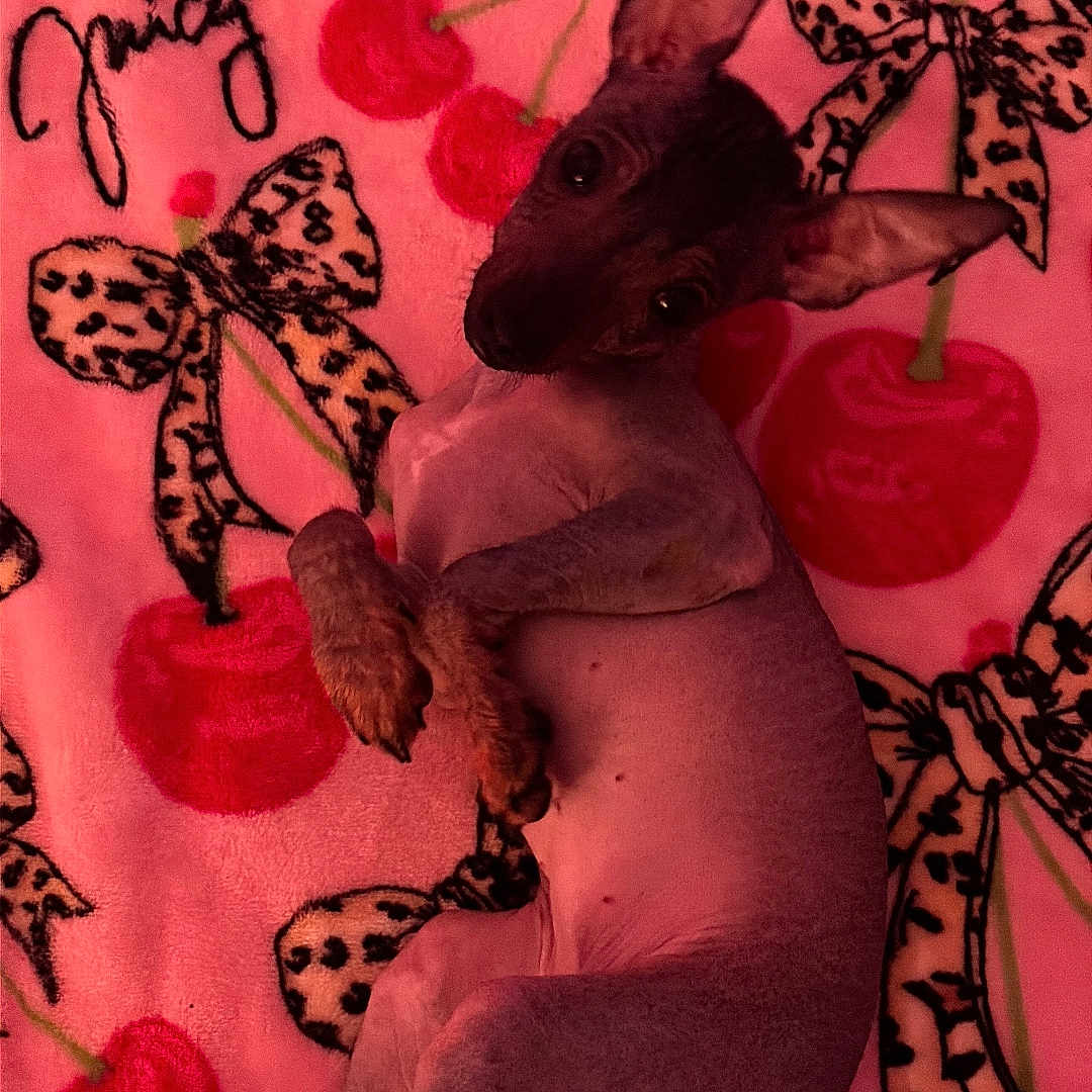 Chula