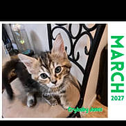 Crybaby Jones joined the competition — help win amazing prizes! cat, kitten, kittens, feline, animal, fur, striped_fur, gray_cat, brown_cat, blue_eyes, sitting, standing, indoors, chair, metal_chair, floor, calendar, march, screenshot, browser