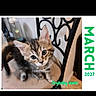 cat, kitten, kittens, feline, animal, fur, striped_fur, gray_cat, brown_cat, blue_eyes, sitting, standing, indoors, chair, metal_chair, floor, calendar, march, screenshot, browser