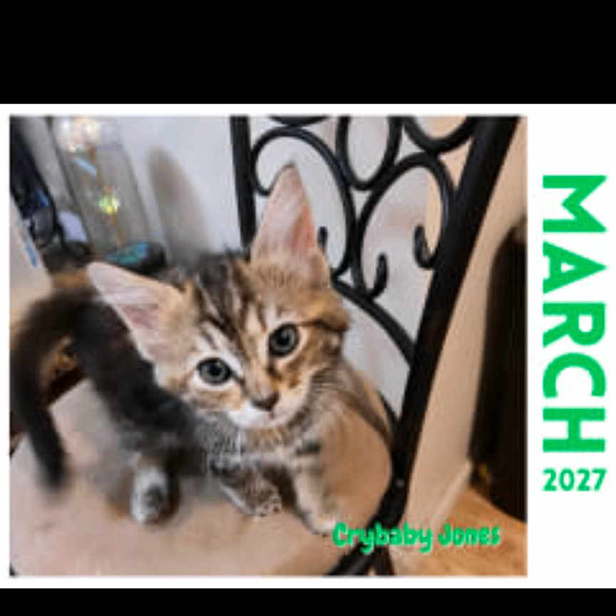 Crybaby Jones joined the competition — help win amazing prizes! cat, kitten, kittens, feline, animal, fur, striped_fur, gray_cat, brown_cat, blue_eyes, sitting, standing, indoors, chair, metal_chair, floor, calendar, march, screenshot, browser