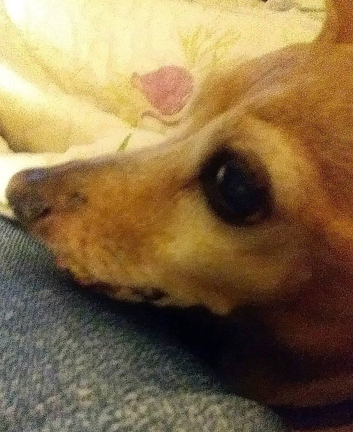 Booger Jones joined the competition — help win amazing prizes! aircraft, canidae, carnivore, comfort, companion_dog, dog, dog_breed, fawn, fur, non_sporting_group, paw, puppy_love, selfie, snout, sporting_group, terrestrial_animal, toy_dog, whiskers, wood, working_animal