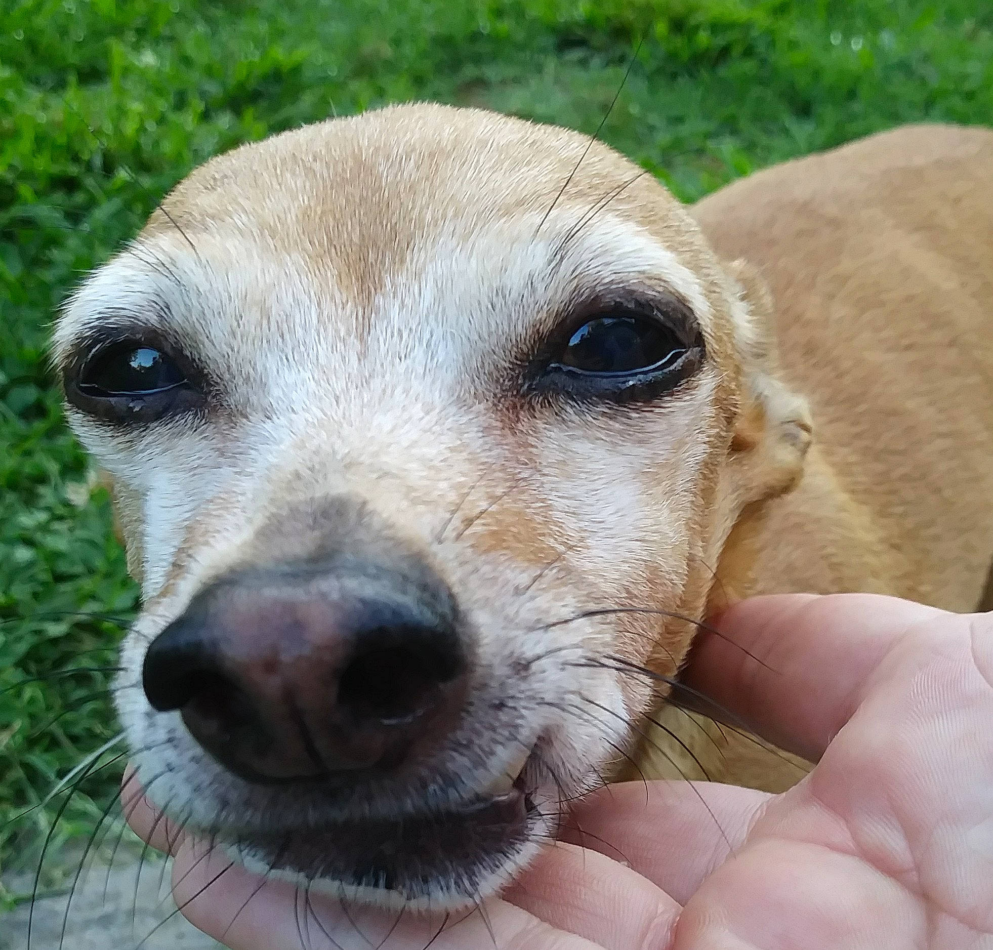 Booger Jones joined the competition — help win amazing prizes! ancient_dog_breeds, canidae, carnivore, close_up, companion_dog, corgi_chihuahua, dog, dog_breed, ear, fur, hunting_dog, nail, sporting_group, terrestrial_animal, whiskers