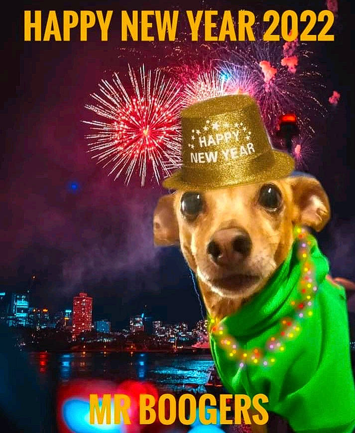 Booger Jones joined the competition — help win amazing prizes! carnivore, christmas_eve, companion_dog, costume_hat, dog, dog_breed, dog_supply, event, fashion_accessory, fawn, fedora, font, fur, hat, holiday, photo_caption, poster, sun_hat, sunglasses, whiskers