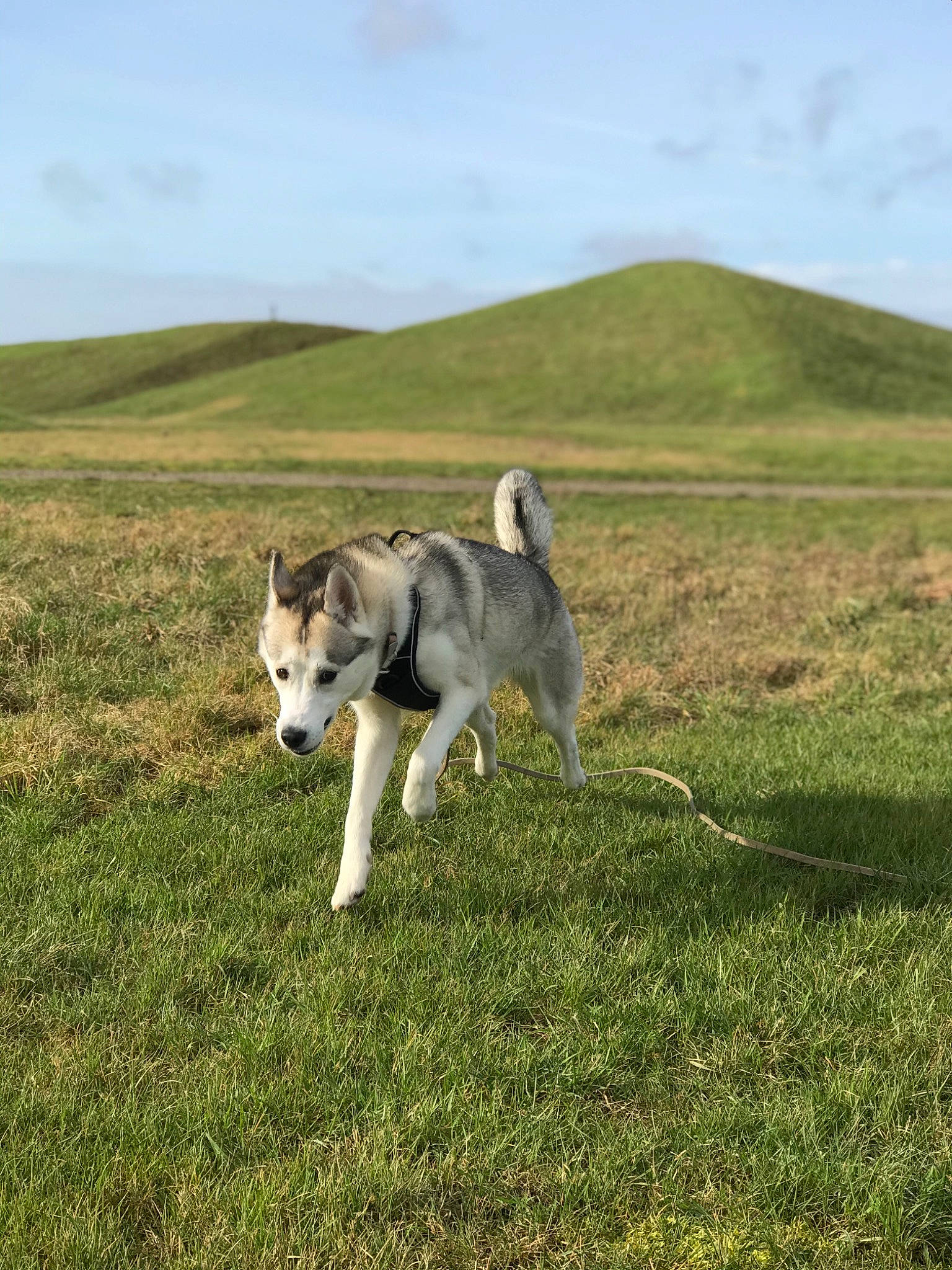 Romy a rejoint le concours — aidez-le/la à gagner de superbes lots ! canidae, canis, carnivore, cloud, companion_dog, dog, dog_breed, grass, grassland, hill, landscape, natural_landscape, pasture, prairie, siberian_husky, sky, sporting_group, steppe, tail, working_dog