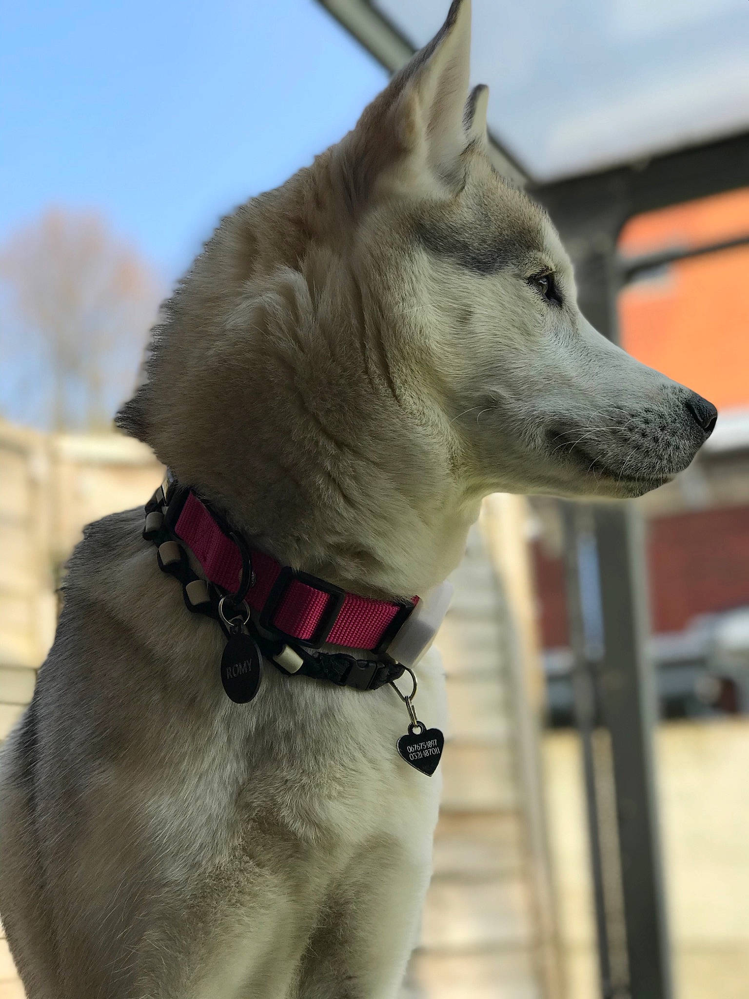 Romy participe au concours pour gagner de l'argent avec cette photo : ancient_dog_breeds, canidae, carnivore, collar, companion_dog, dog, dog_breed, dog_collar, dog_supply, fawn, fur, leash, non_sporting_group, pet_supply, sky, snout, sporting_group, whiskers, working_animal, working_dog