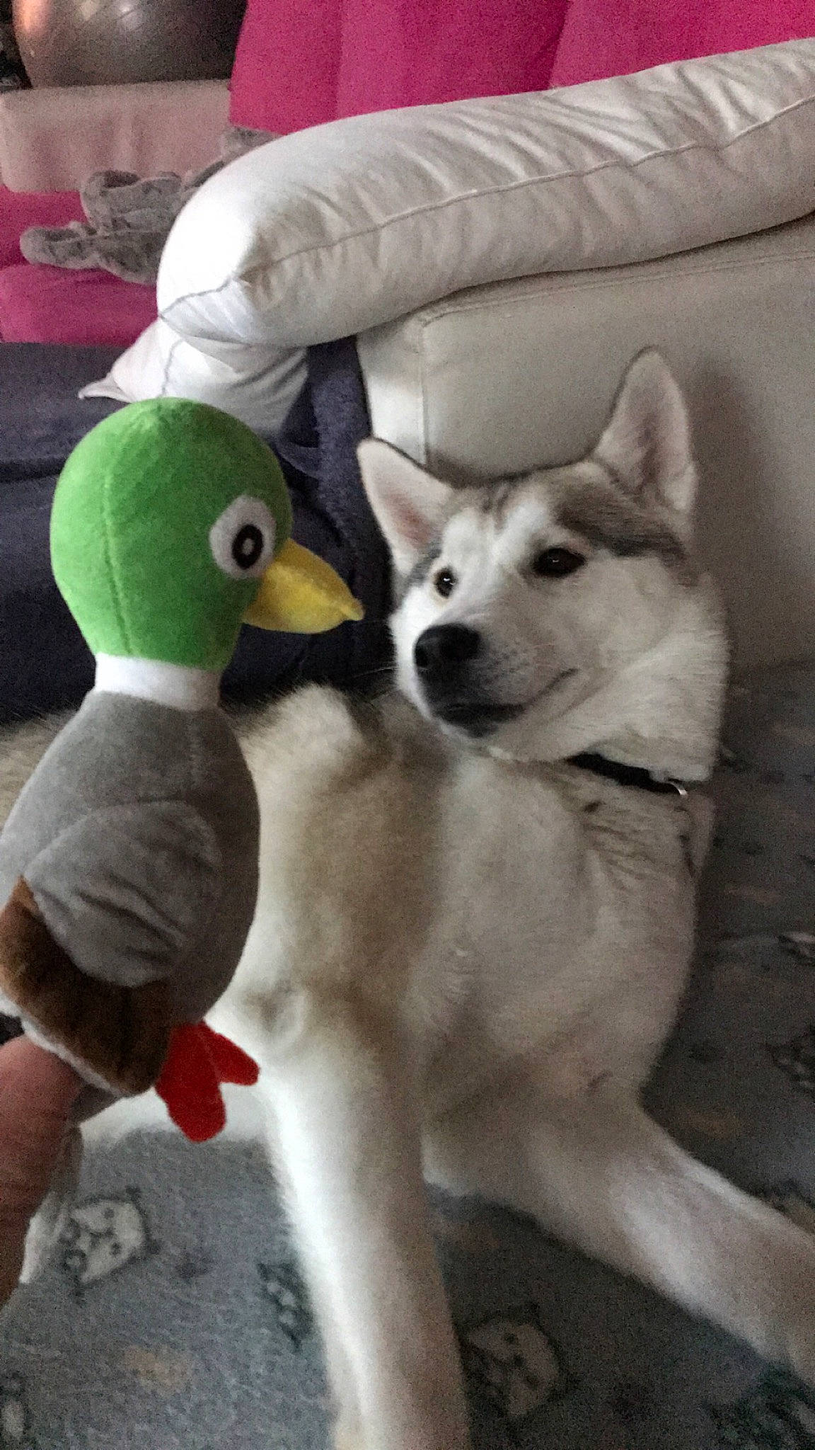 Romy a rejoint le concours — aidez-le/la à gagner de superbes lots ! _geese_and_swans, baby_products, beak, carnivore, comfort, companion_dog, couch, dog, dog_breed, duck, ducks, flooring, plush, sporting_group, stuffed_toy, t_shirt, tail, toy, waterfowl, white