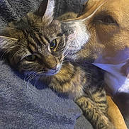 Miss Tigree participe au concours pour gagner de l'argent avec cette photo : affection, animal, blanket, brown_dog, cat, close_up, companion, cozy, cuddling, cute, dog, friendship, fur, gray_blanket, indoor, pet, relaxed, snuggling, tabby_cat, whiskers