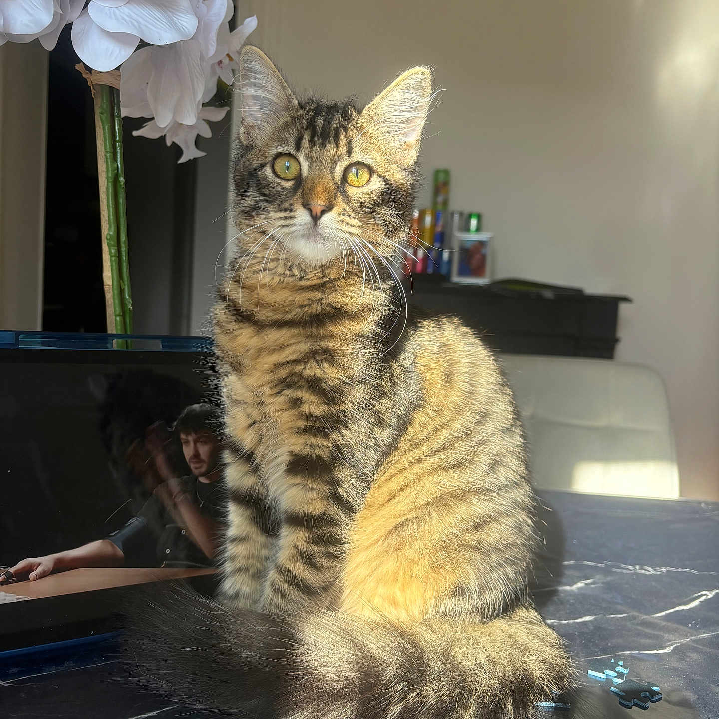 Miss Tigree a rejoint le concours — aidez-le/la à gagner de superbes lots ! animal, cat, domestic, eyes, feline, flower, fur, indoor, kitten, orchid, person, pet, puzzle_pieces, reflection, screen, sunlight, tabby, table, tail, whiskers