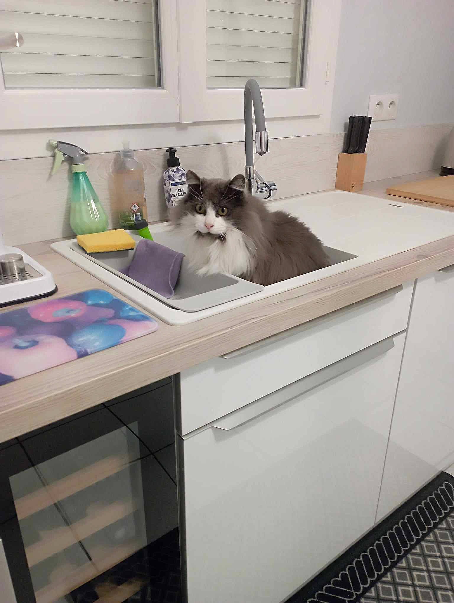 Bretzel participe au concours pour gagner de l'argent avec cette photo : cabinetry, carnivore, cat, countertop, felidae, floor, flooring, grey, interior_design, kitchen, lighting, line, plumbing_fixture, property, small_to_medium_sized_cats, table, tap, wall, whiskers, window