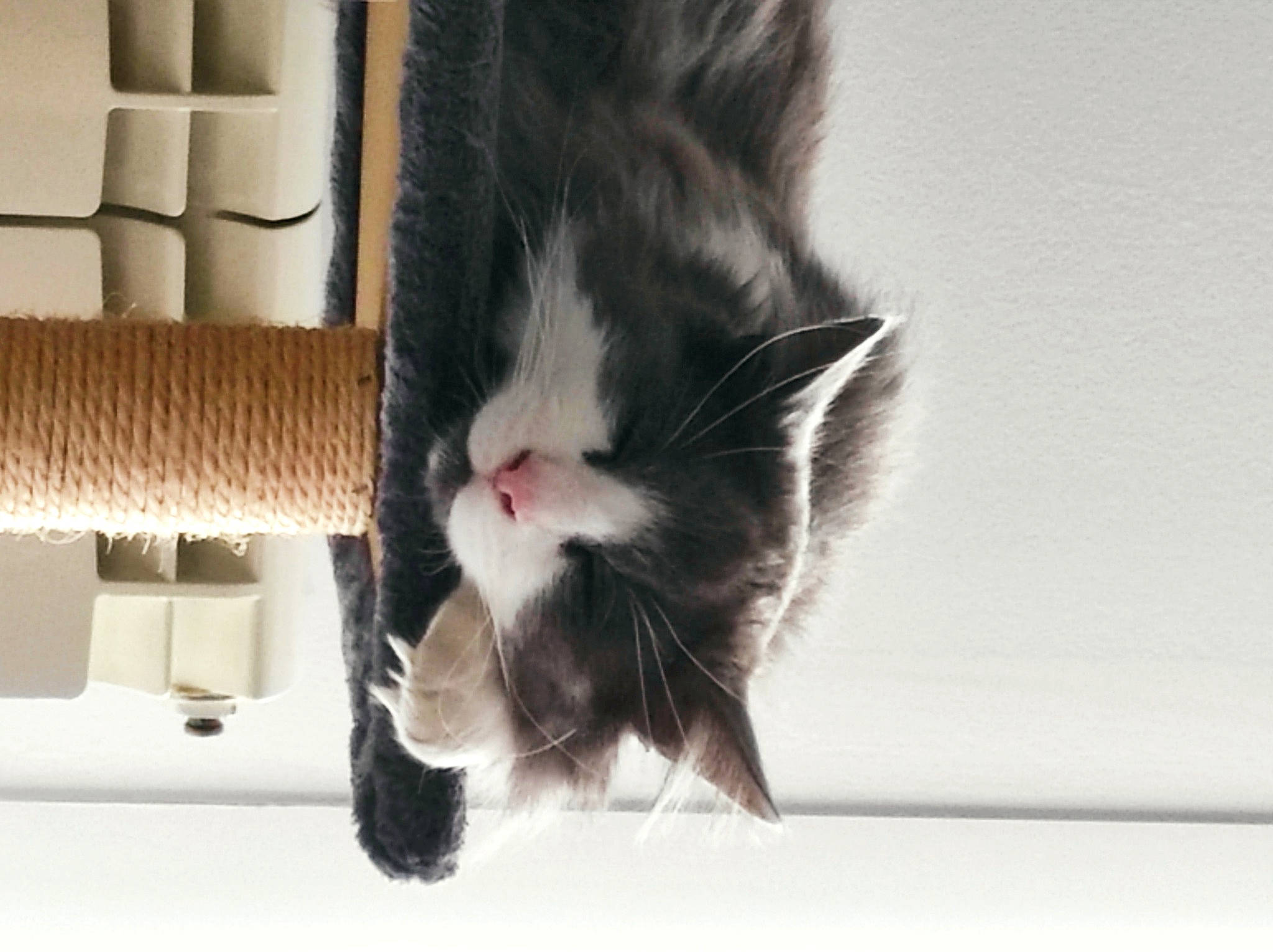 Bretzel a rejoint le concours — aidez-le/la à gagner de superbes lots ! box, cardboard, carnivore, carton, cat, cat_supply, claw, comfort, domestic_short_haired_cat, felidae, flooring, fur, packaging_and_labeling, paper_product, paw, pet_supply, small_to_medium_sized_cats, tail, whiskers, wood