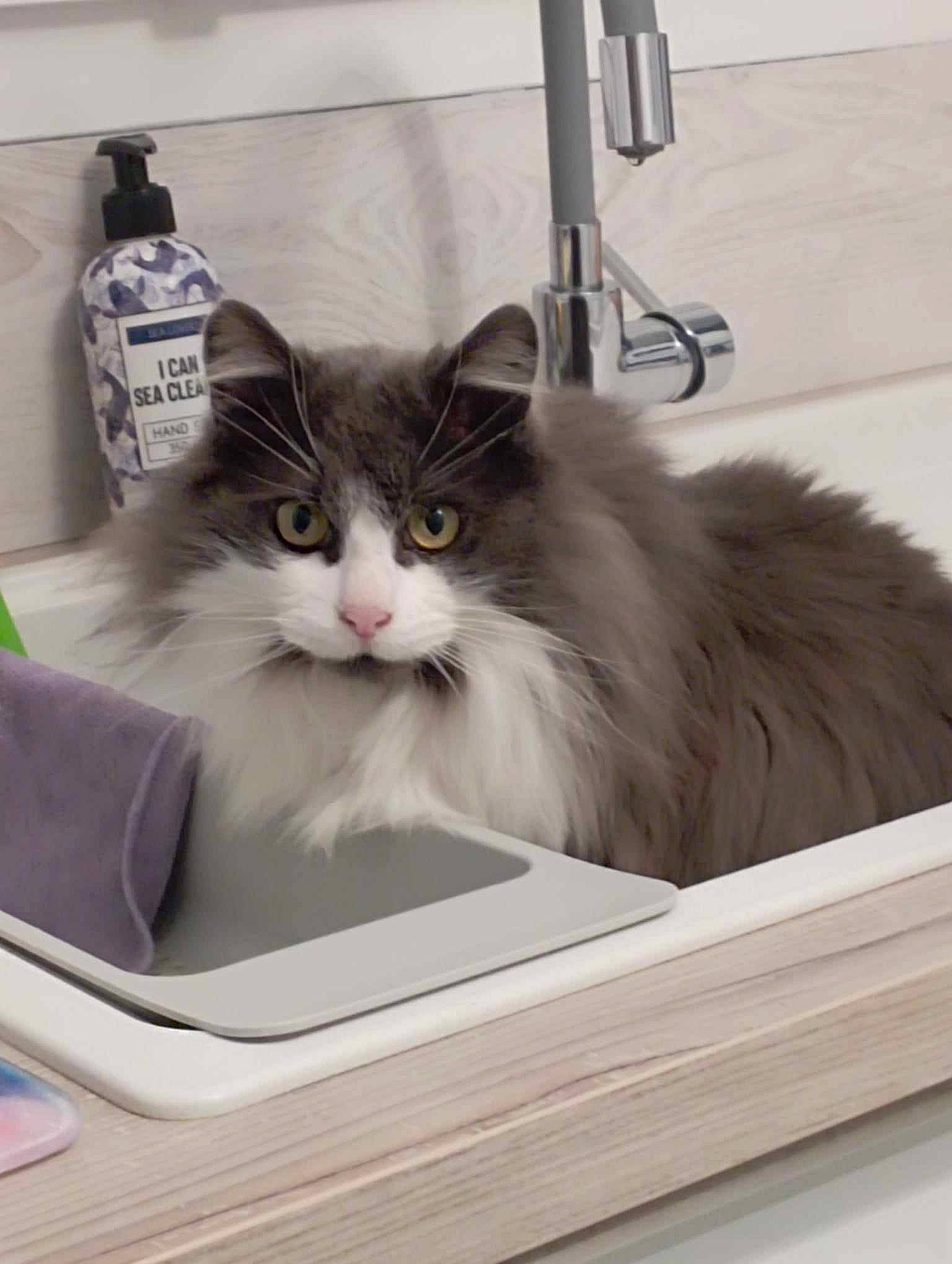 Bretzel participe au concours pour gagner de l'argent avec cette photo : bottle, box, cardboard, carnivore, cat, cat_supply, comfort, felidae, fur, grey, maine_coon, packaging_and_labeling, packing_materials, paw, pet_supply, small_to_medium_sized_cats, terrestrial_animal, whiskers, wood