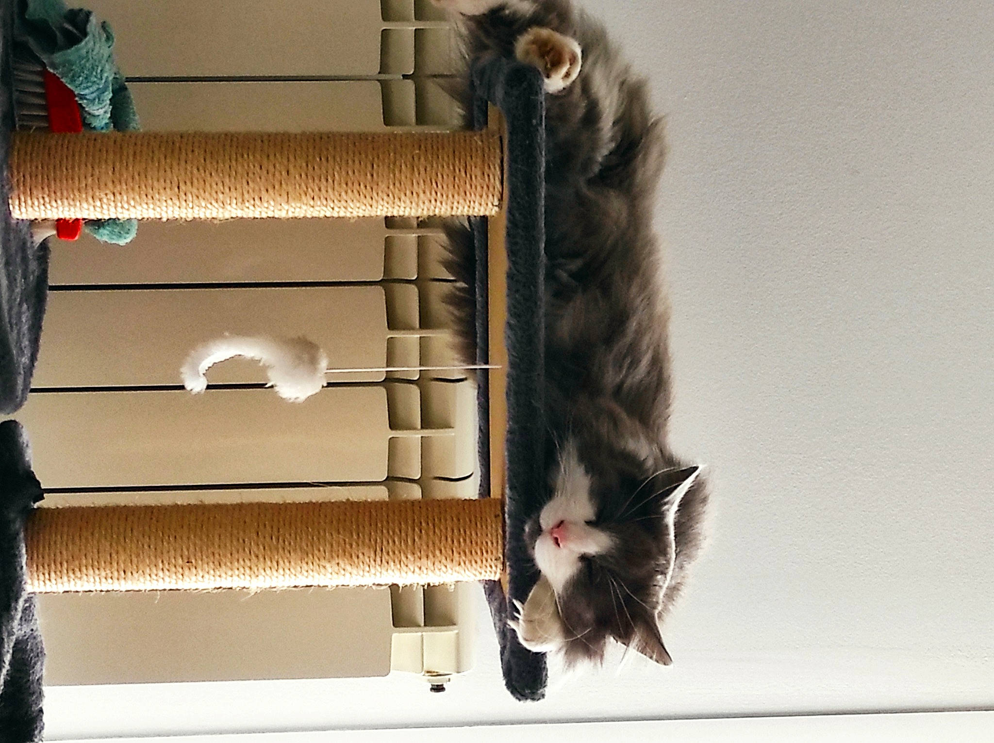 Bretzel a rejoint le concours — aidez-le/la à gagner de superbes lots ! cabinetry, canidae, cardboard, carnivore, cat, cat_supply, cupboard, domestic_short_haired_cat, felidae, fur, mammal, pet_supply, room, shelf, shelving, small_to_medium_sized_cats, tail, vertebrate, whiskers, wood