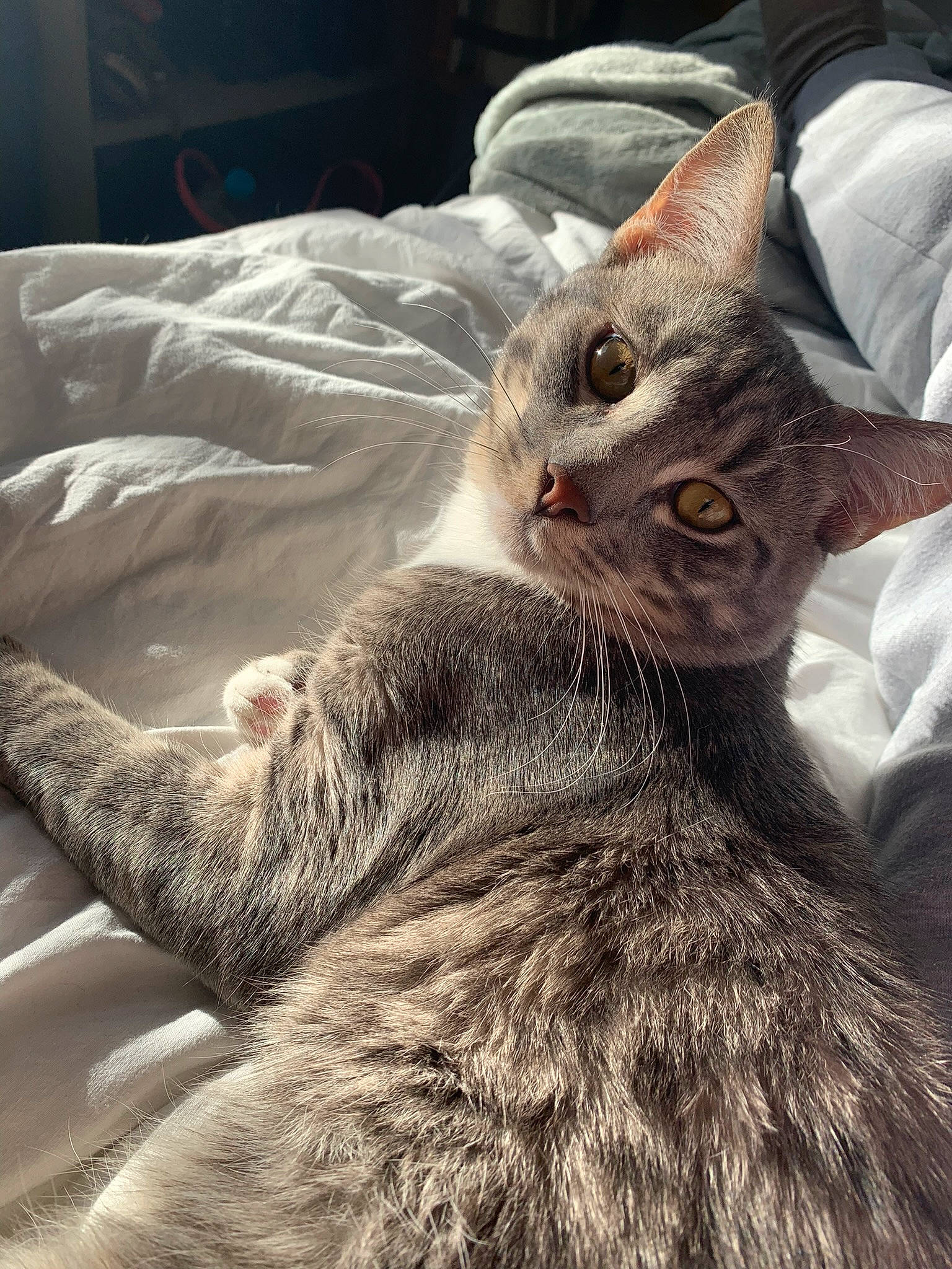 Seïko participe au concours pour gagner de l'argent avec cette photo : bed, carnivore, cat, claw, comfort, domestic_short_haired_cat, felidae, fur, metal, paw, small_to_medium_sized_cats, tail, textile, whiskers