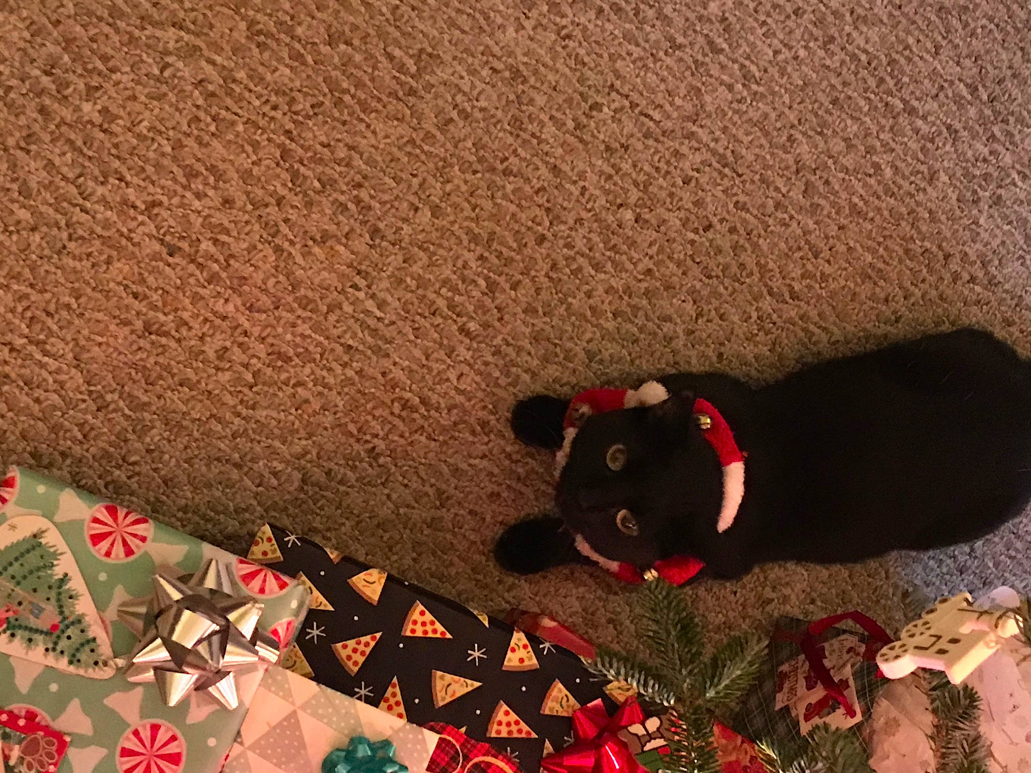 Charlotte joined the competition — help win amazing prizes! art, brown, carmine, carnivore, companion_dog, creative_arts, dog_breed, flooring, grass, linens, orange, pattern, stuffed_toy, tail, textile, tints_and_shades, toy, tree, triangle, wood