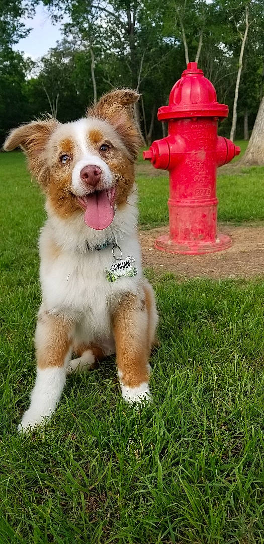 Graham is registered to the contest to win money with this photo: australian_collie, australian_shepherd, border_collie, canidae, carnivore, companion_dog, dog, dog_breed, fawn, grass, mammal, miniature_australian_shepherd, rare_breed_dog, sporting_group, vertebrate, working_dog