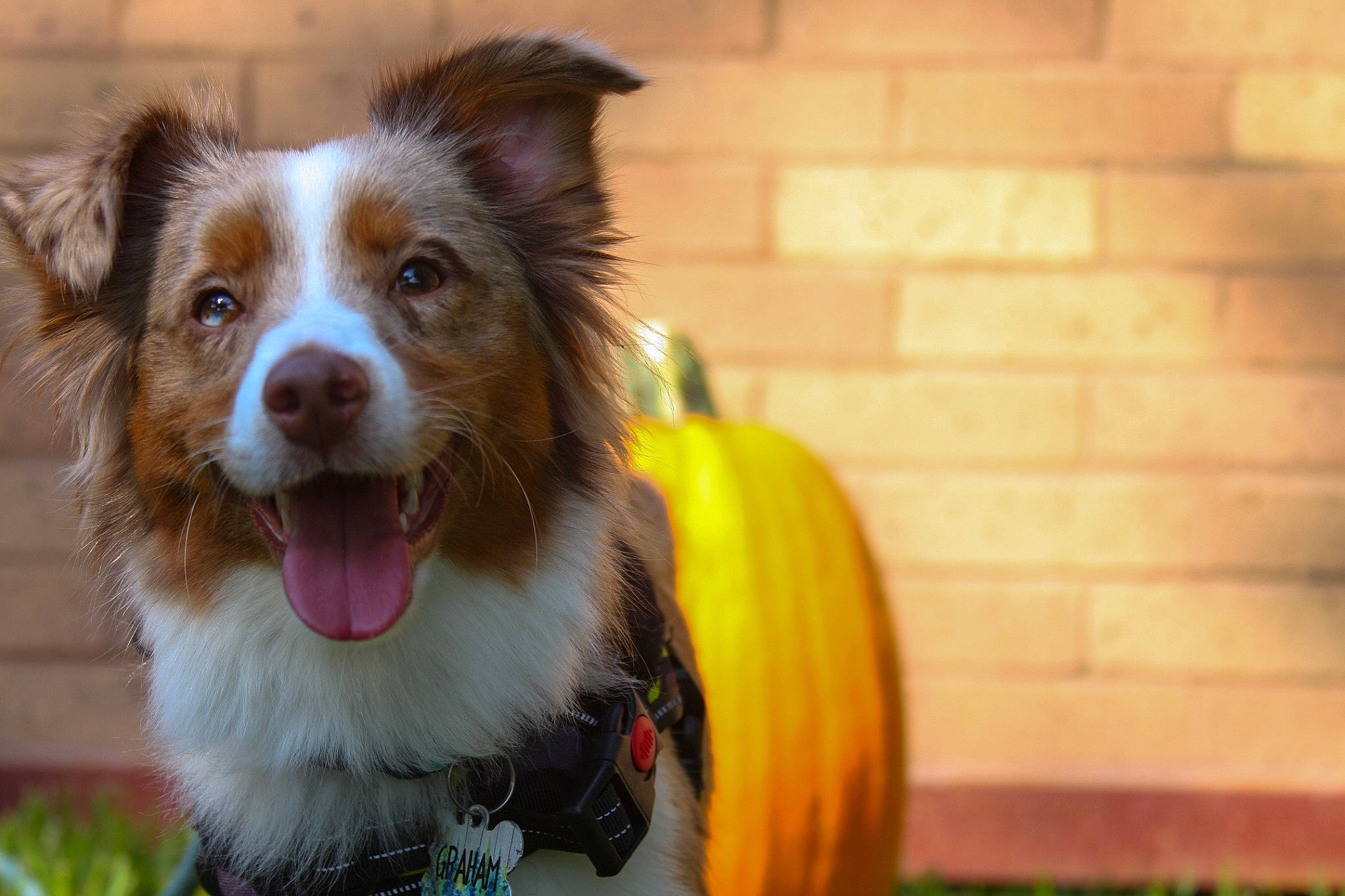 Graham joined the competition — help win amazing prizes! australian_collie, australian_shepherd, border_collie, canidae, carnivore, companion_dog, dog, dog_breed, mammal, miniature_australian_shepherd, scotch_collie, snout, sporting_group, vertebrate, welsh_sheepdog, working_dog