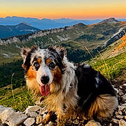 Aska participe au concours pour gagner de l'argent avec cette photo : dog, animal, outdoor, mountains, sunset, rocks, grass, nature, landscape, blue_eyes, tricolor, tongue_out, muddy, pet, portrait, canine, hill, scenic, sunset_sky, happy