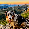 dog, animal, outdoor, mountains, sunset, rocks, grass, nature, landscape, blue_eyes, tricolor, tongue_out, muddy, pet, portrait, canine, hill, scenic, sunset_sky, happy