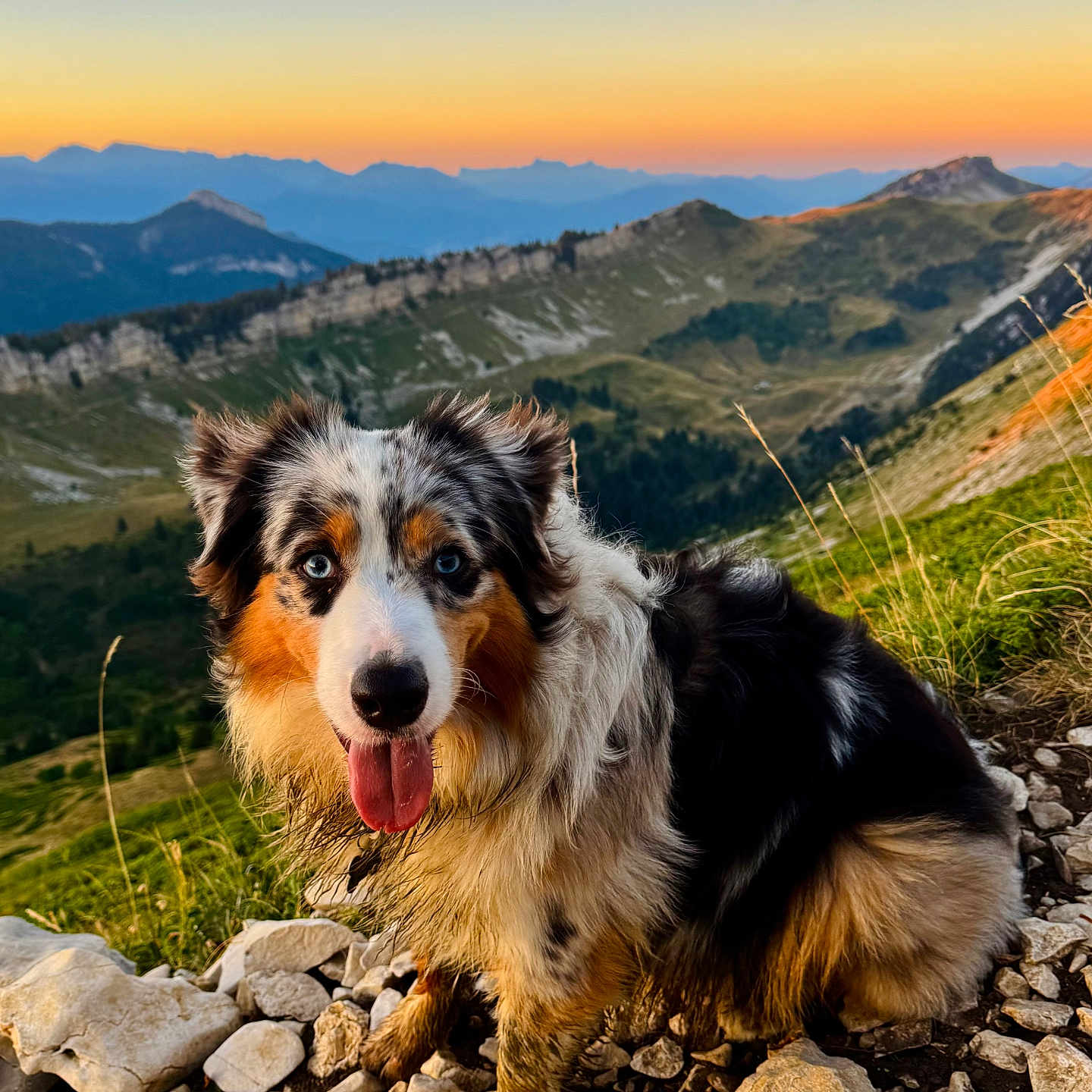 Aska participe au concours pour gagner de l'argent avec cette photo : dog, animal, outdoor, mountains, sunset, rocks, grass, nature, landscape, blue_eyes, tricolor, tongue_out, muddy, pet, portrait, canine, hill, scenic, sunset_sky, happy