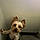 Odie